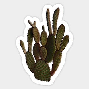 Opuntia Microdasys- Cacti, Cactus, Plant, Nature Sticker